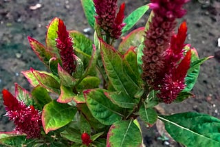 It started drizzling and I hurried for a shelter and during that time I saw these flowers perhaps…