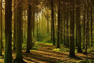 Forest Vegetation in East India