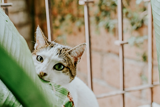 HEAVE A SIGH OF RELIEF!!! THESE 7 PLANTS ARE SAFE FOR YOUR CATS TO EAT