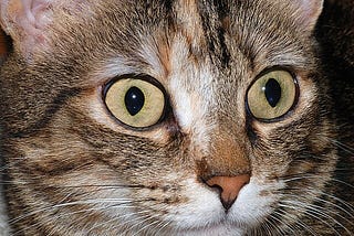 Five Words I Never Thought I’d Say