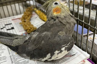 Elderly brown female cockatiel in the process of dying in her cage.