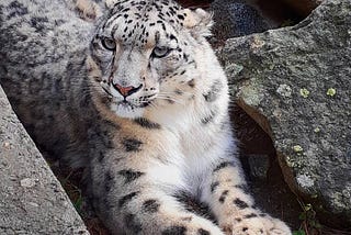 Lovely, the Snow Leopard