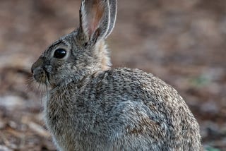 Who’s Out There? The Cottoniest of Tails