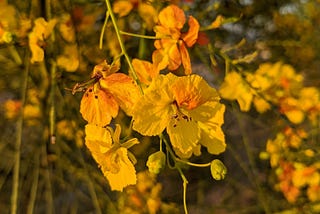 Closeup of yellow blooms on a Palo Verde tree
