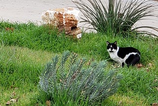 Timmy the Feline Escape Artist