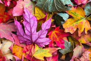 Succession Of The Seasons