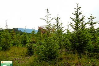 Tree Planting Should Be a Conscious Choice