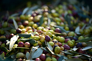 Turkey Anticipates Record Olive Oil Exports, Artem Oliva Among the Forefront