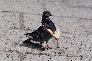 Pigeon with a slice of bread around its neck