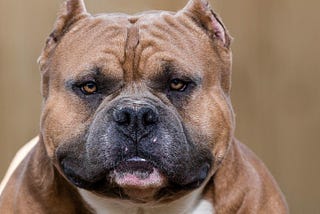 American Bully (Everything You Need To Know)
