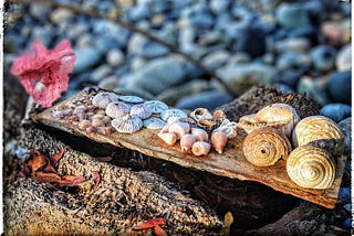 An offering of gifts from the sea, pink coral, sea urchin shells, sand dollars, and a wide variety of shells grouped by shape and size.