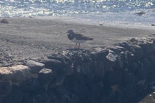 A Ruddy Turnstone, a kind of plover with lovely plumage, brown on top white underneath, here on a pier in Lanzarote with the shining sea behind