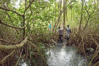 Mangroves in danger of long-term survival