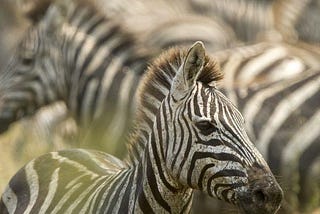 Why People want to spend their Holidays in Africa?