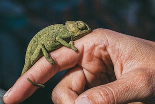 A Chameleon’s Social Struggles