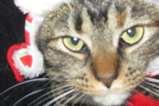 Six Things Your Cat Wants You to Know About the Holidays