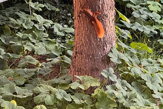 Squirrel [Photo: ©Vickey Maverick]