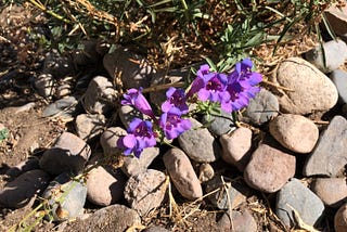 The purple flowers of a Margarita bop, perfect for hummingbirds