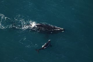 Two North Atlantic right whales — a mother and calf — identified by an aerial survey team.