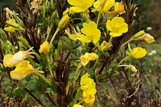 Spiritual Gardens- Northern Primrose