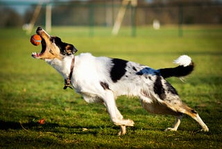 A dog catching a ball