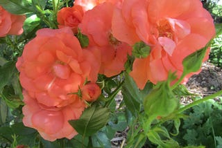 Some Roses I Have Known…
