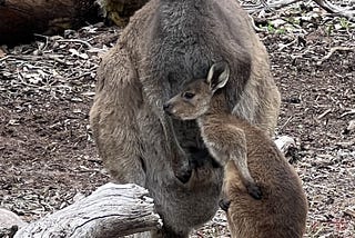 Mum’s Unconditional Love Allows Little Joey To Bloom