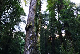 What the forests tell us