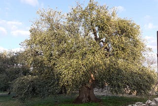 Olive tree