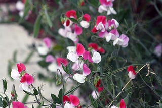 Discovering joy in the garden