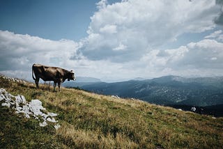 The Future of Self-driving Cows