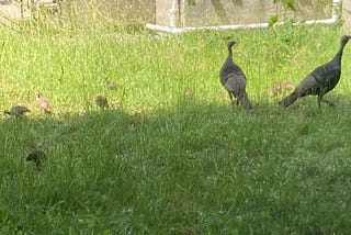 Two wild turkeys and a liter of little turkeys forage high grass.