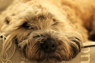 Wheaten Terrier