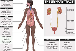 The Urinary Tract Microbiome