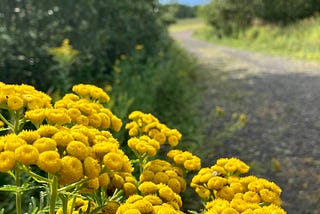 Gold tansy flowers glow in the sun at the edge of a driveway with green trees and blue sky beyond