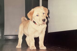 photo of a yellow lab puppy, standing with his head cocked on a wood floor in a hallway