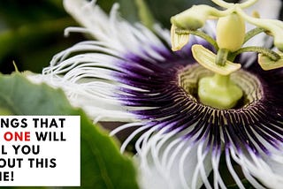 Things that No One will Tell You about this Flowering vine (Passiflora/Passion Flower)