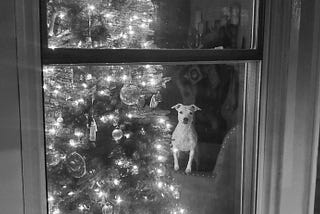 An alert dog perched on a chair next to a Christmas tree looks out the window at viewer.