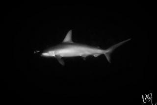 Diving in Sipadan, Malaysia