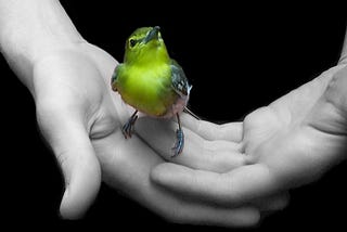 The Yes Bird