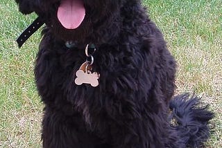 Black Goldendoodles
