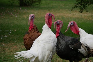 Four turkeys gathered in a field