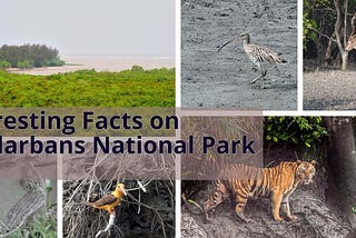 https://sunderbannationalpark.com/best-selling-packages/