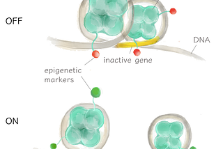 Can you control your genes? Yes you can. With epigenetics!