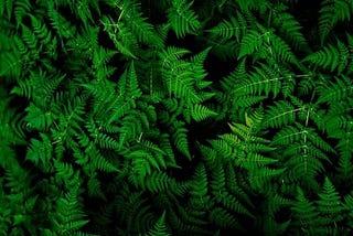 Biohacking Mental Health with Plants and Mushrooms: Plant human symbiosis