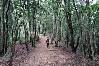 hiker walking in the forest