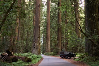 Pick-up truck parked in a forest