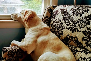 I like big mutts