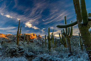 A desert full of cacti covered in snow with big rock formations in the background