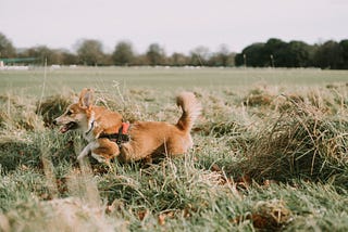 Sundays at Phoenix Park with Pepper (our Corgi puppy)